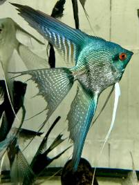 Pterophyllum scalare &quot;Green Pinoy Pearl&quot;